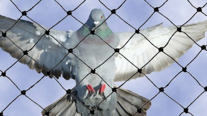Anti Bird Nets in Hyderabad