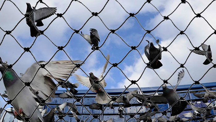 Pigeon Safety Nets In hyderabad in Hyderabad